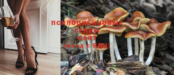 крисы Аркадак